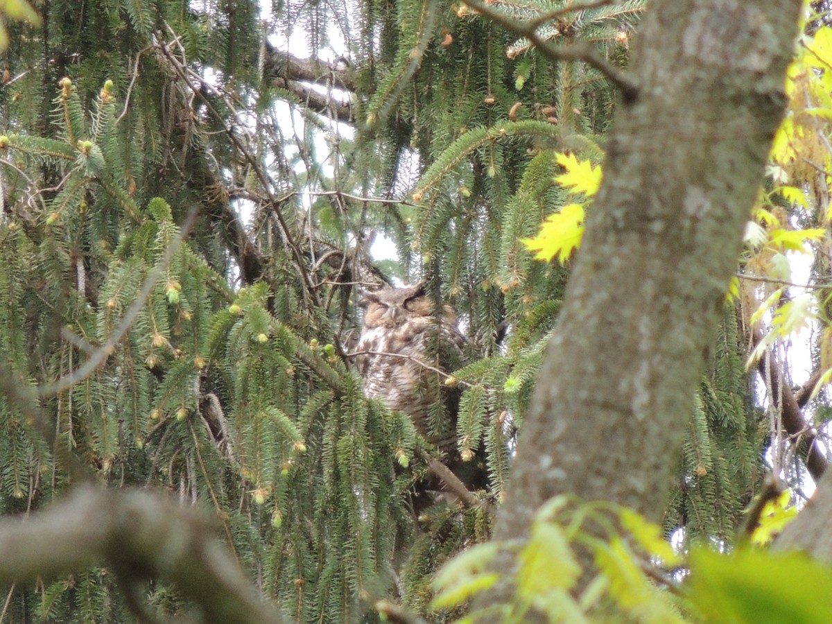 Great Horned Owl - ML154788011
