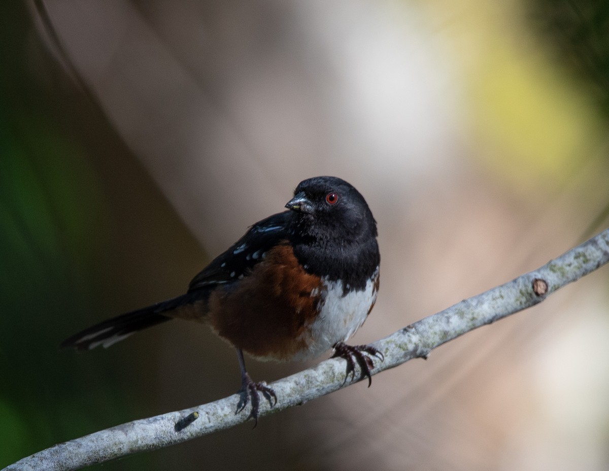 Spotted Towhee - Joyce Chase