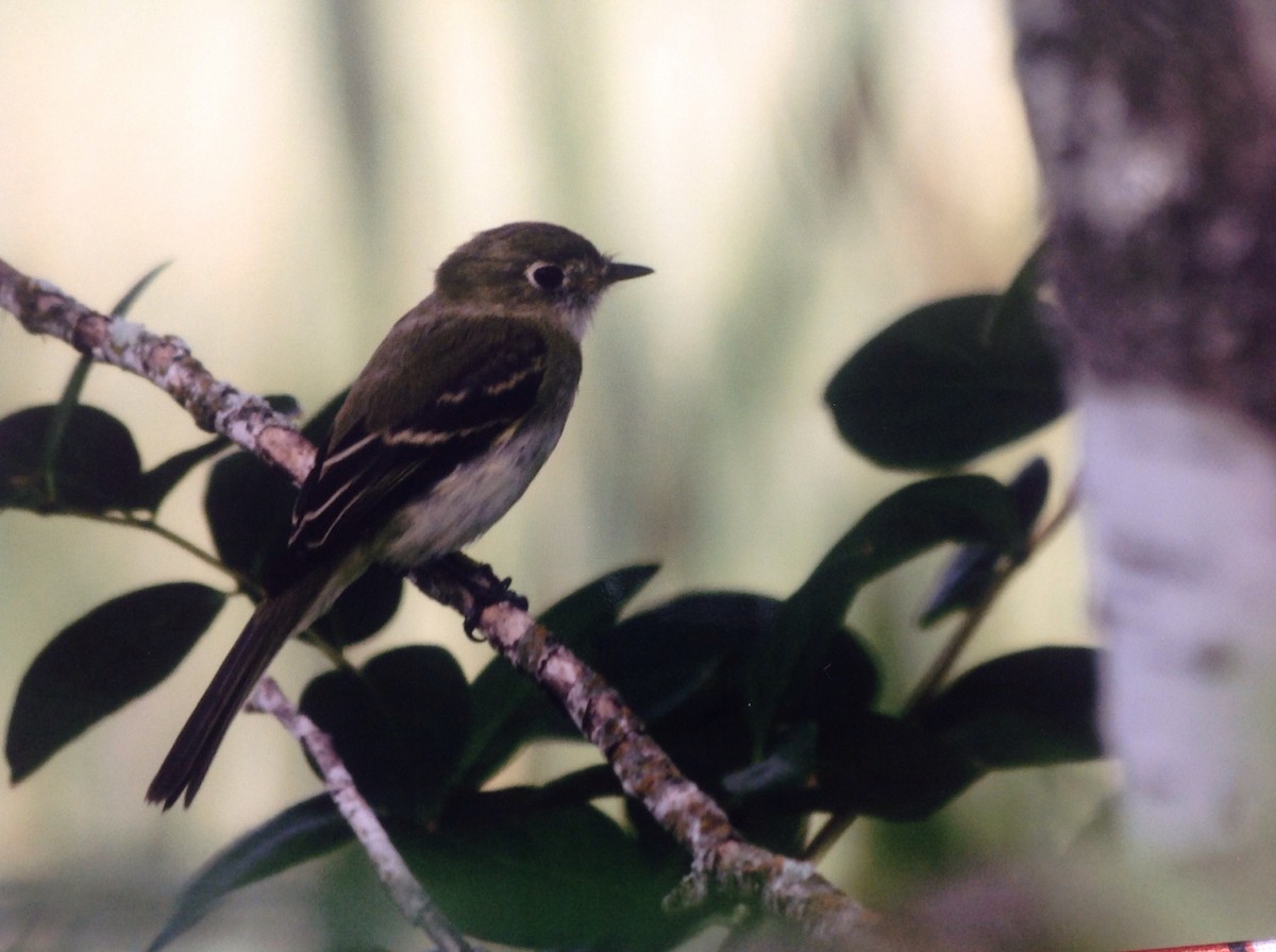 Least Flycatcher - Alice Oliver