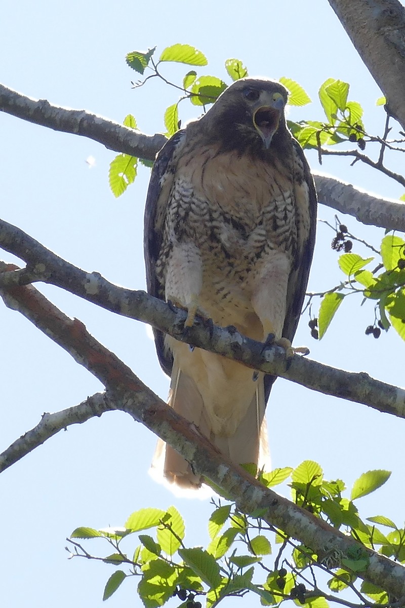 Red-tailed Hawk - ML154790291