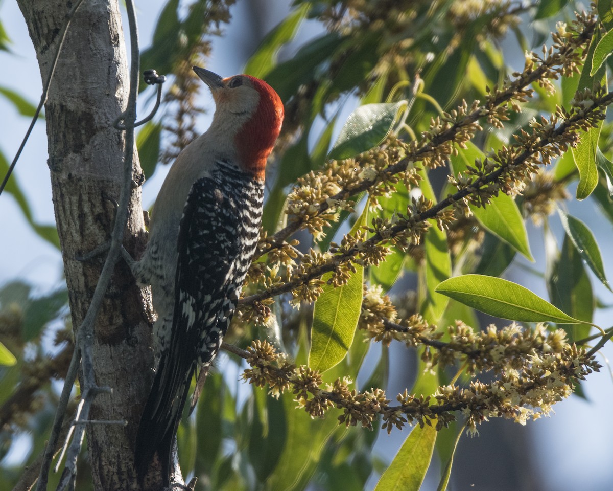 Red-bellied Woodpecker - Susan Barnard