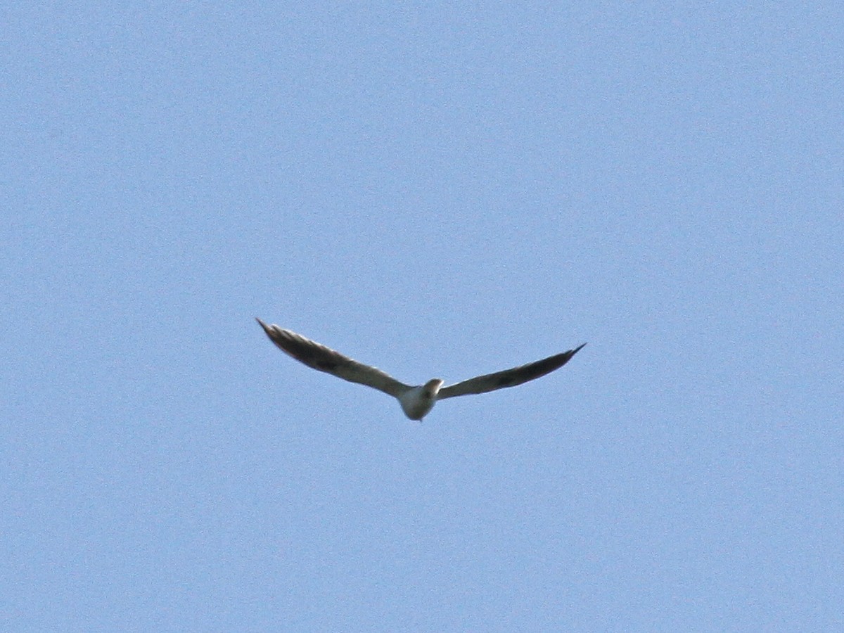 White-tailed Kite - Peder Svingen