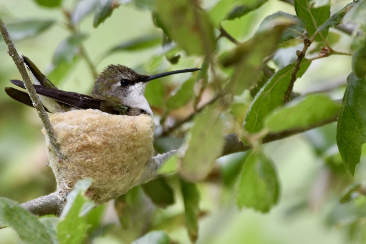 Black-chinned Hummingbird - ML154794831