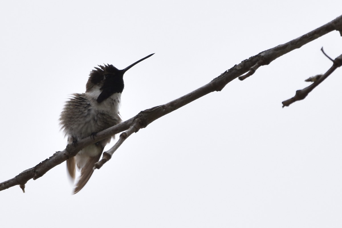Costa's Hummingbird - ML154795011