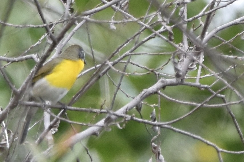 Yellow-breasted Chat - ML154795591