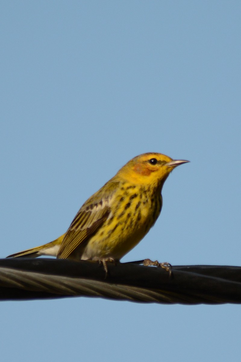 Cape May Warbler - ML154802521