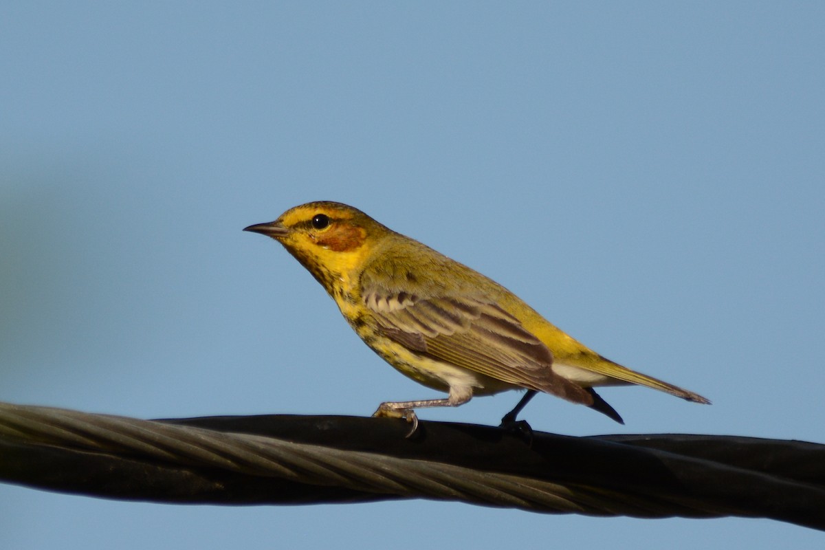 Cape May Warbler - ML154802531