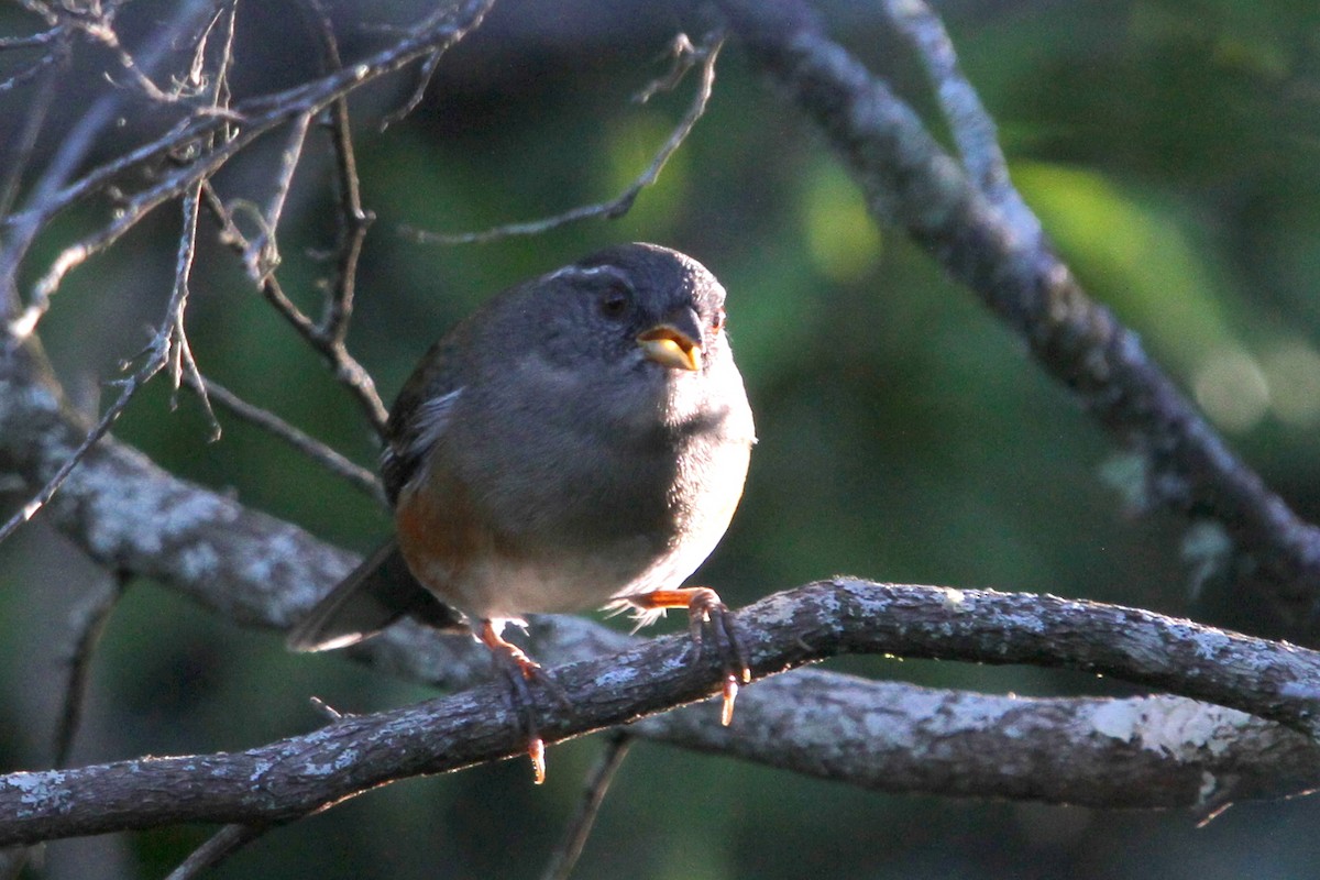 Gray-throated Warbling Finch - ML154804161
