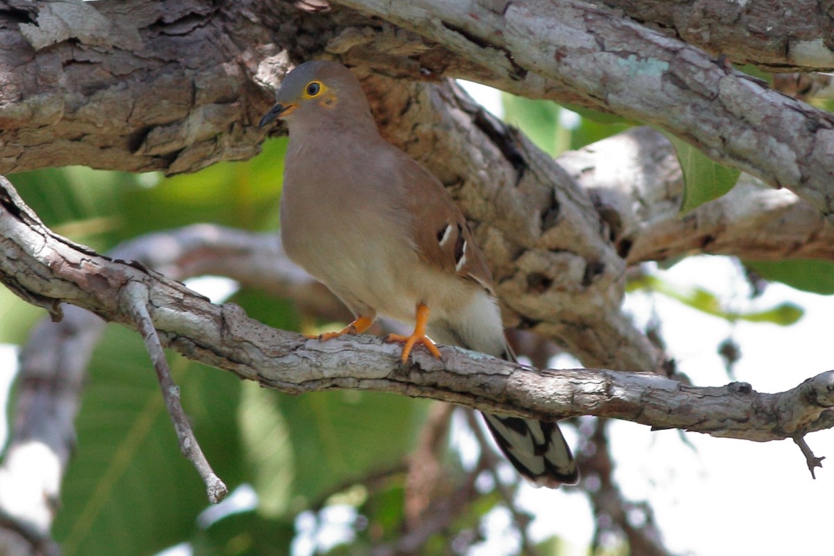 Long-tailed Ground Dove - ML154808411