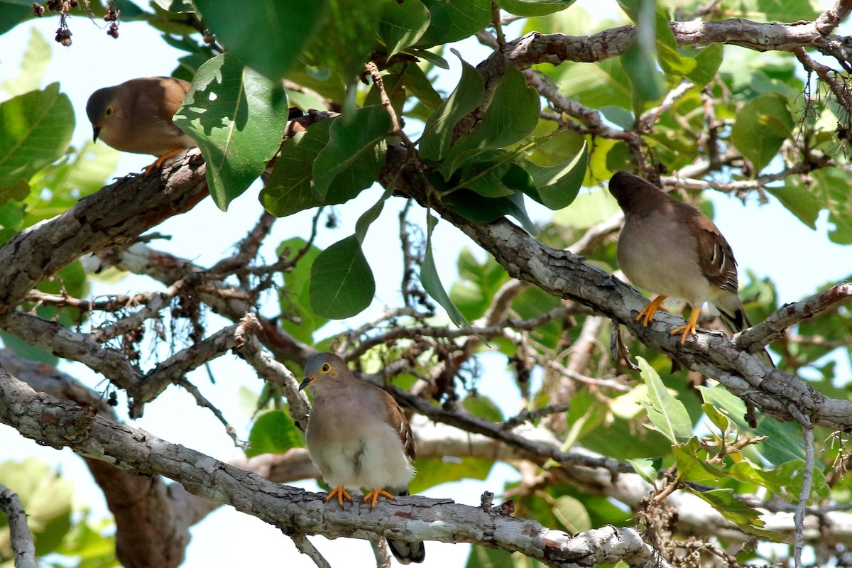 Long-tailed Ground Dove - Manfred Bienert