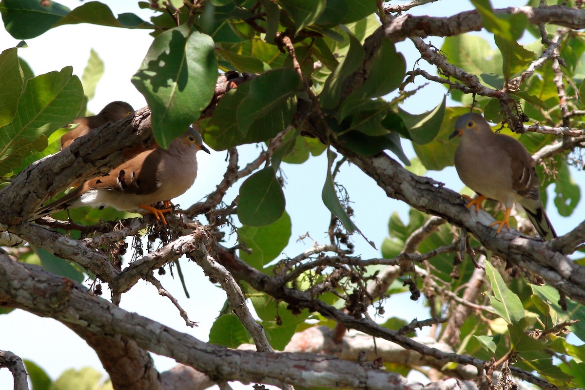 Long-tailed Ground Dove - ML154808551
