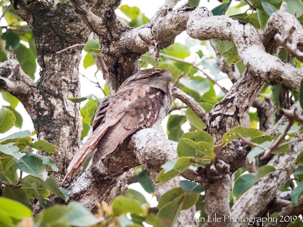 Papuan Frogmouth - ML154814361