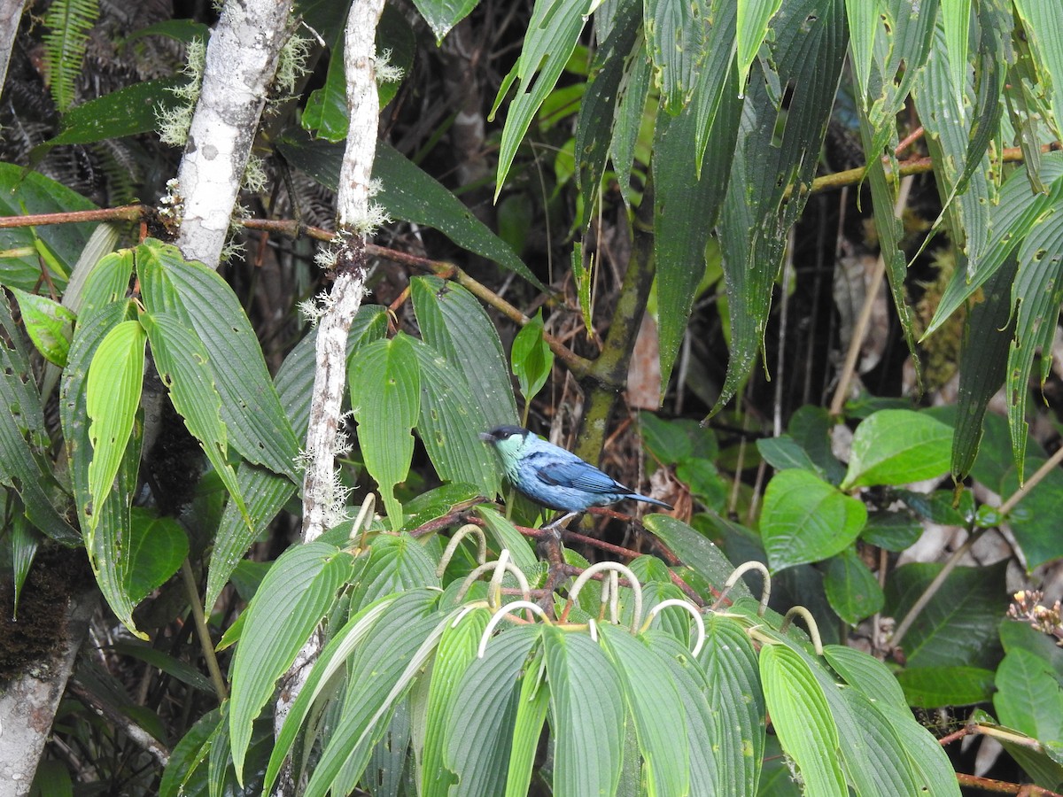 Black-capped Tanager - ML154816721