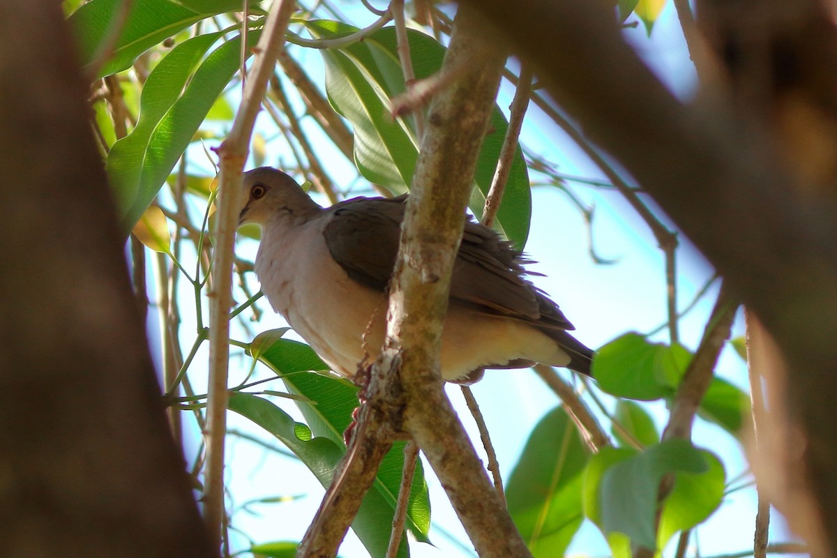 Gray-fronted Dove - ML154817731