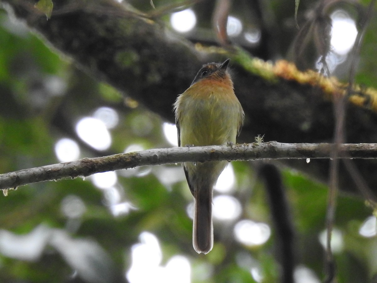 Rufous-breasted Flycatcher - ML154817931