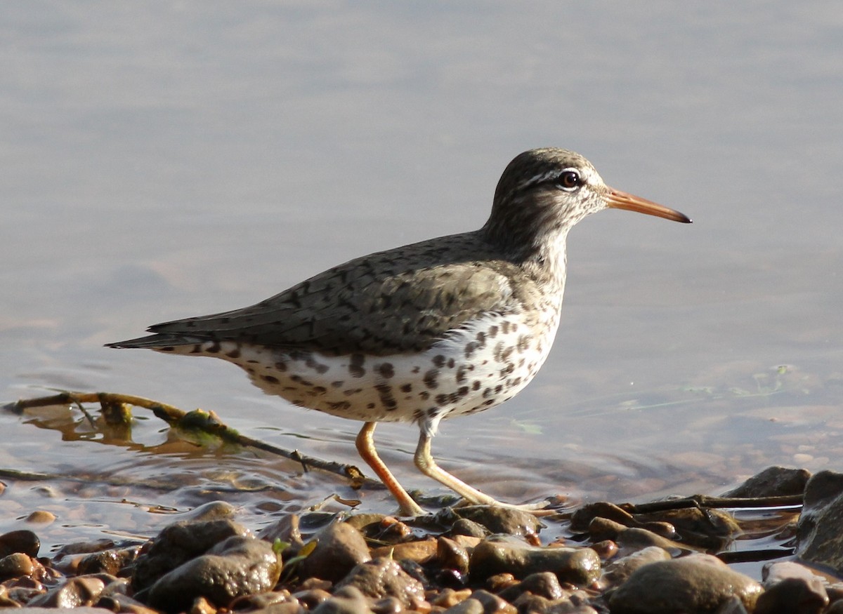 Spotted Sandpiper - Gary Graves