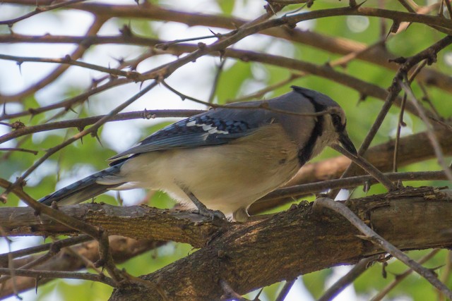 Blue Jay - Vermont eBird