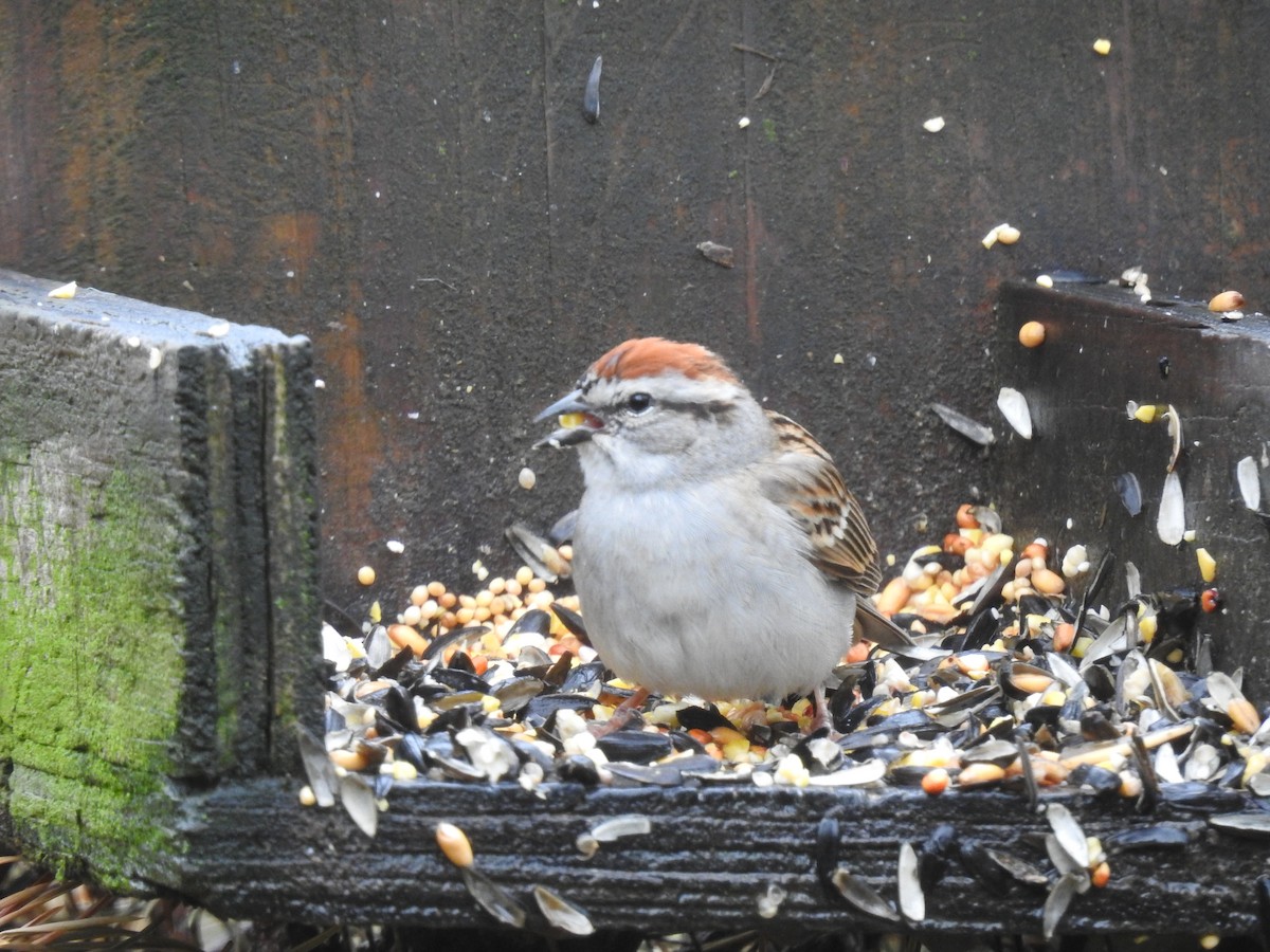 Chipping Sparrow - ML154822531