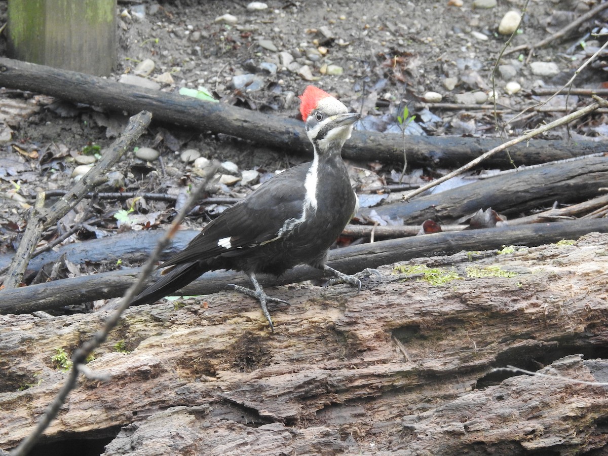Pileated Woodpecker - ML154824941