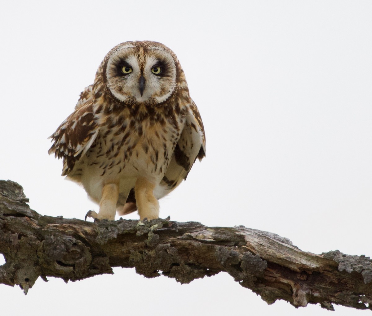 Short-eared Owl - ML154829061