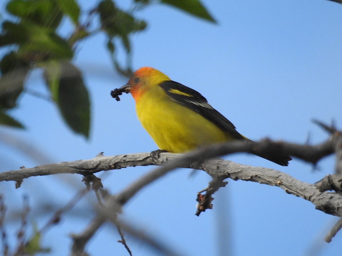 Western Tanager - ML154830961