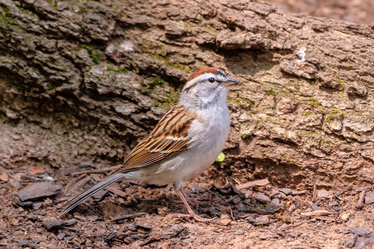 Chipping Sparrow - Richard Pockat