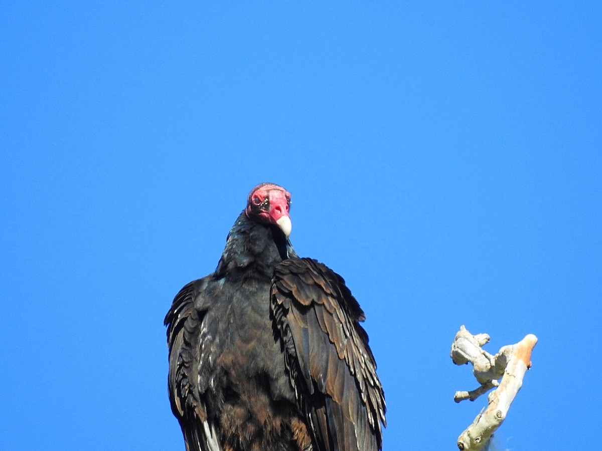 Turkey Vulture - ML154837661