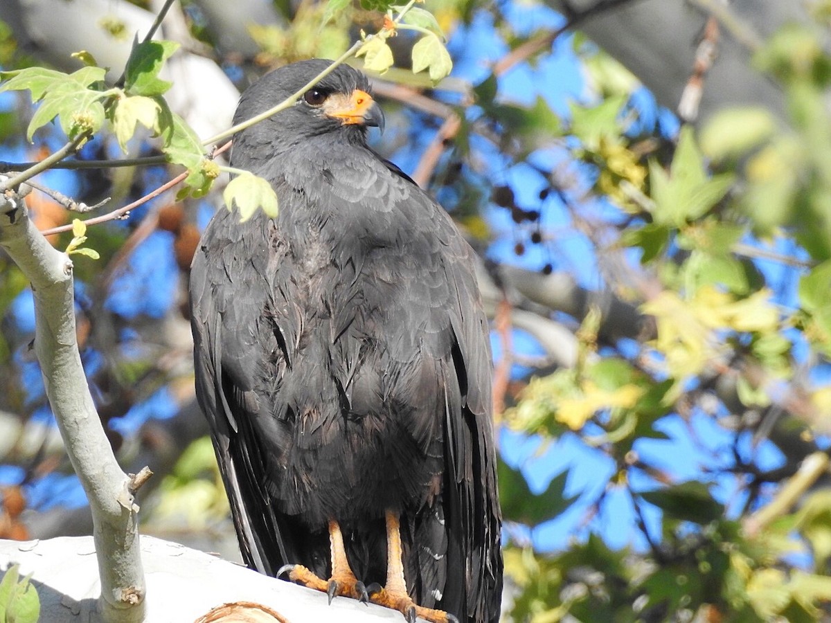 Common Black Hawk - Usha Tatini