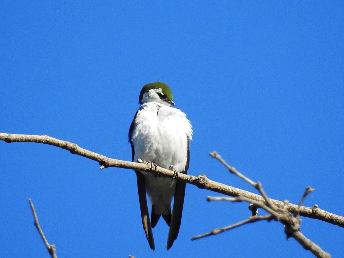 Violet-green Swallow - ML154838271
