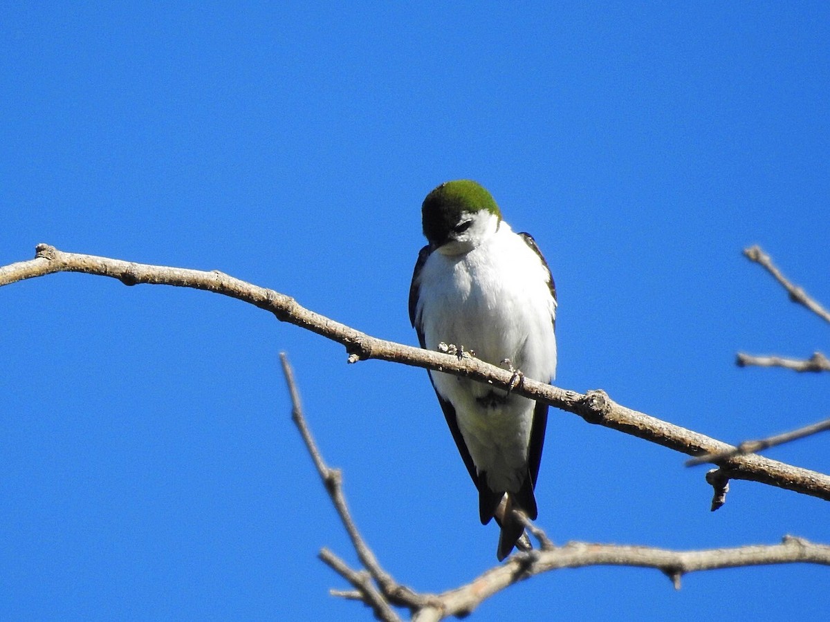 Violet-green Swallow - ML154838281