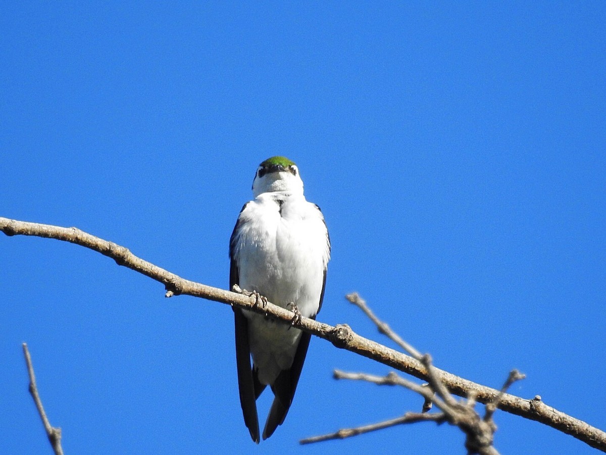 Violet-green Swallow - ML154838311