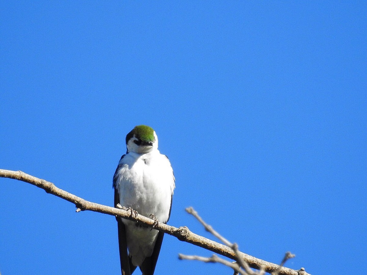 Violet-green Swallow - ML154838331