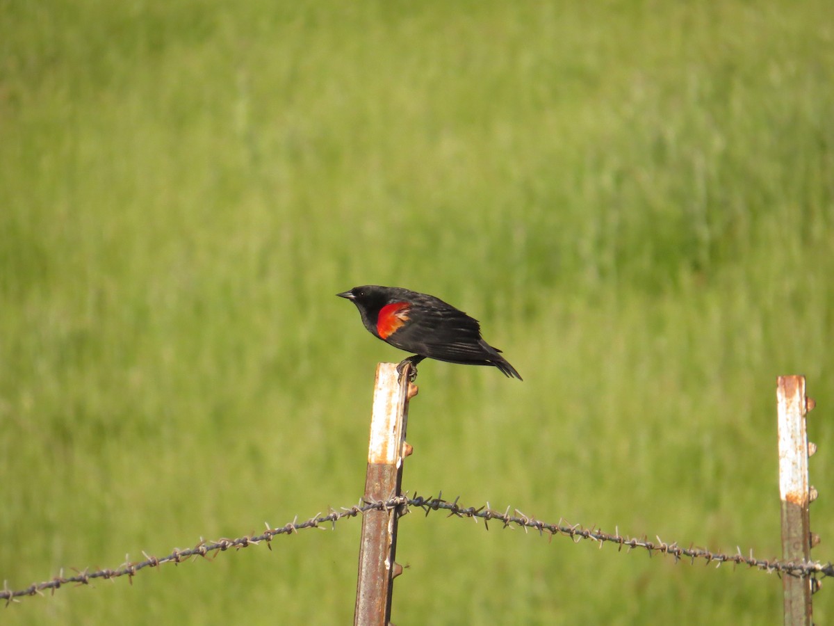 Red-winged Blackbird - Hauns Froehlingsdorf
