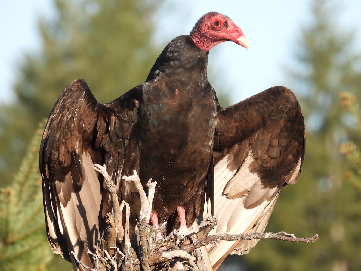 Turkey Vulture - Colby Neuman