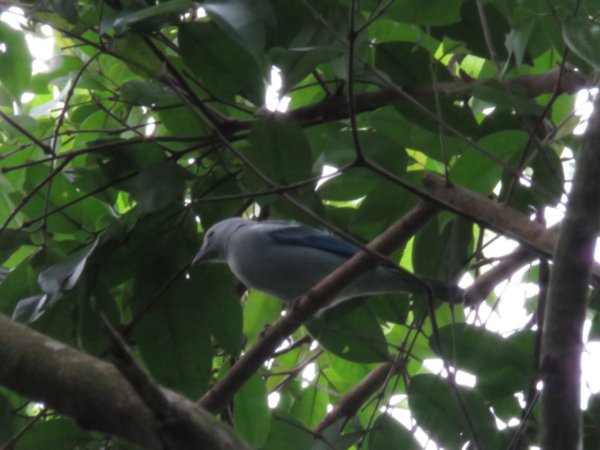 Blue-gray Tanager - ML154845451