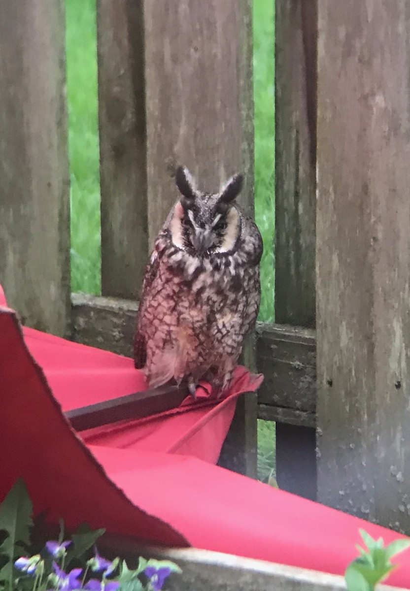 Long-eared Owl - ML154847071