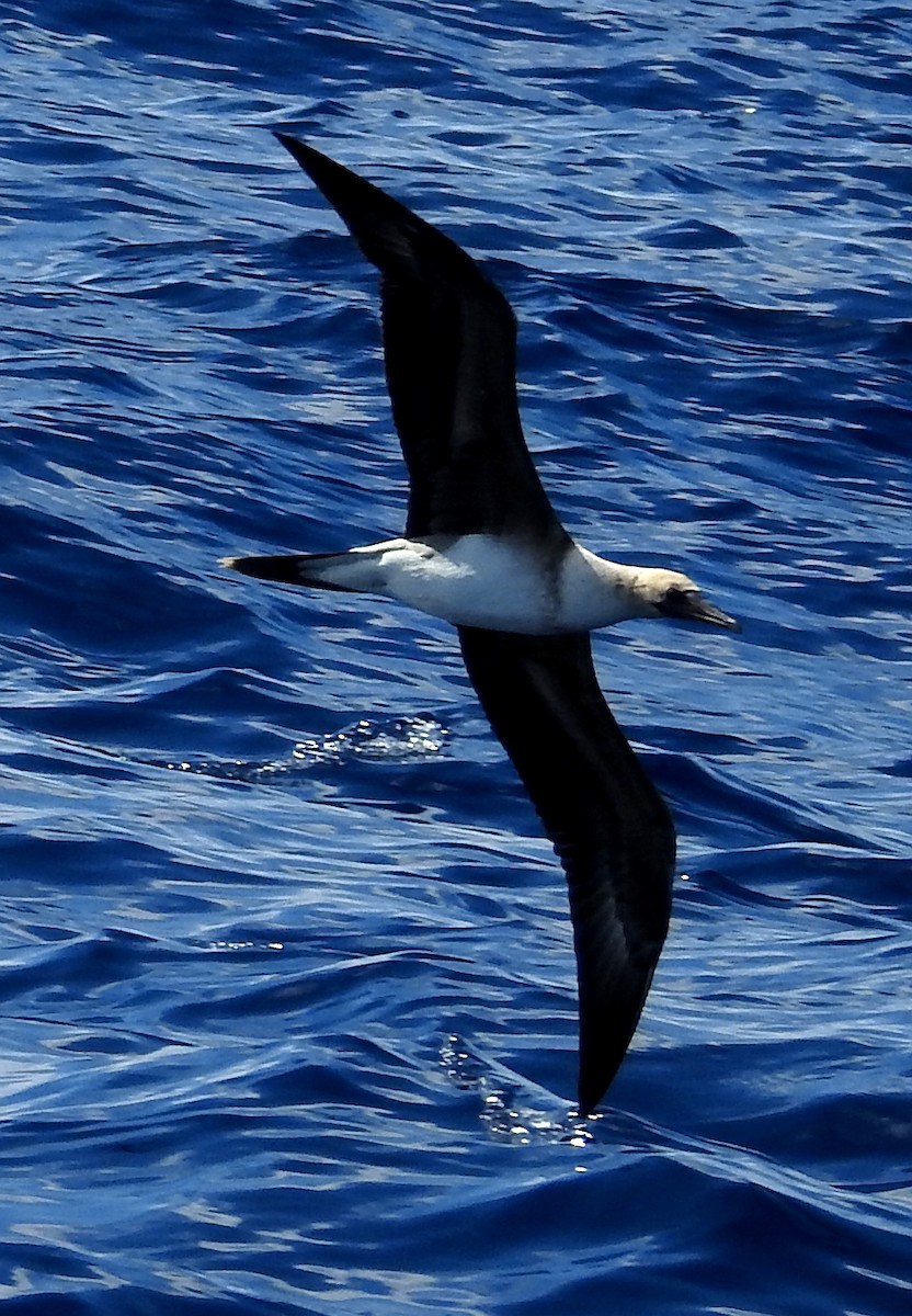Red-footed Booby - ML154847401