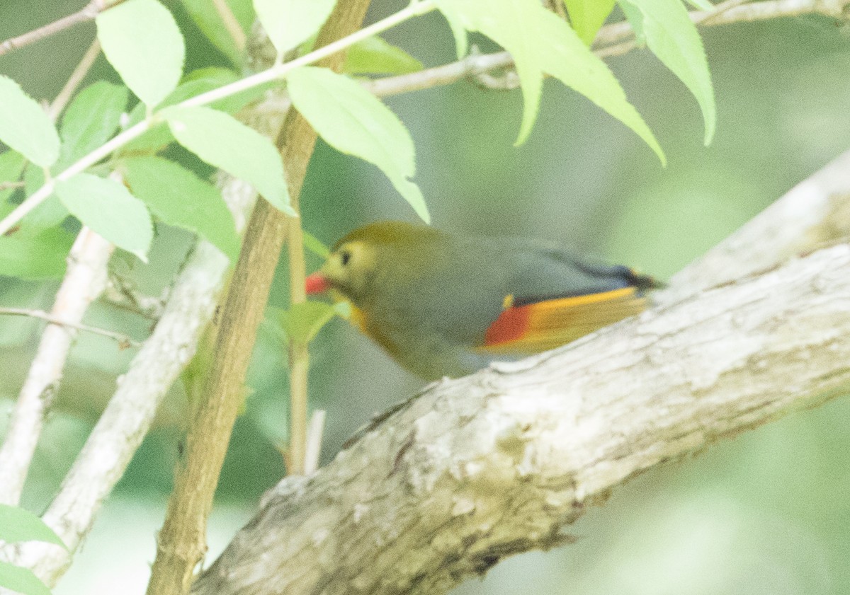 Red-billed Leiothrix - Brian Bunting