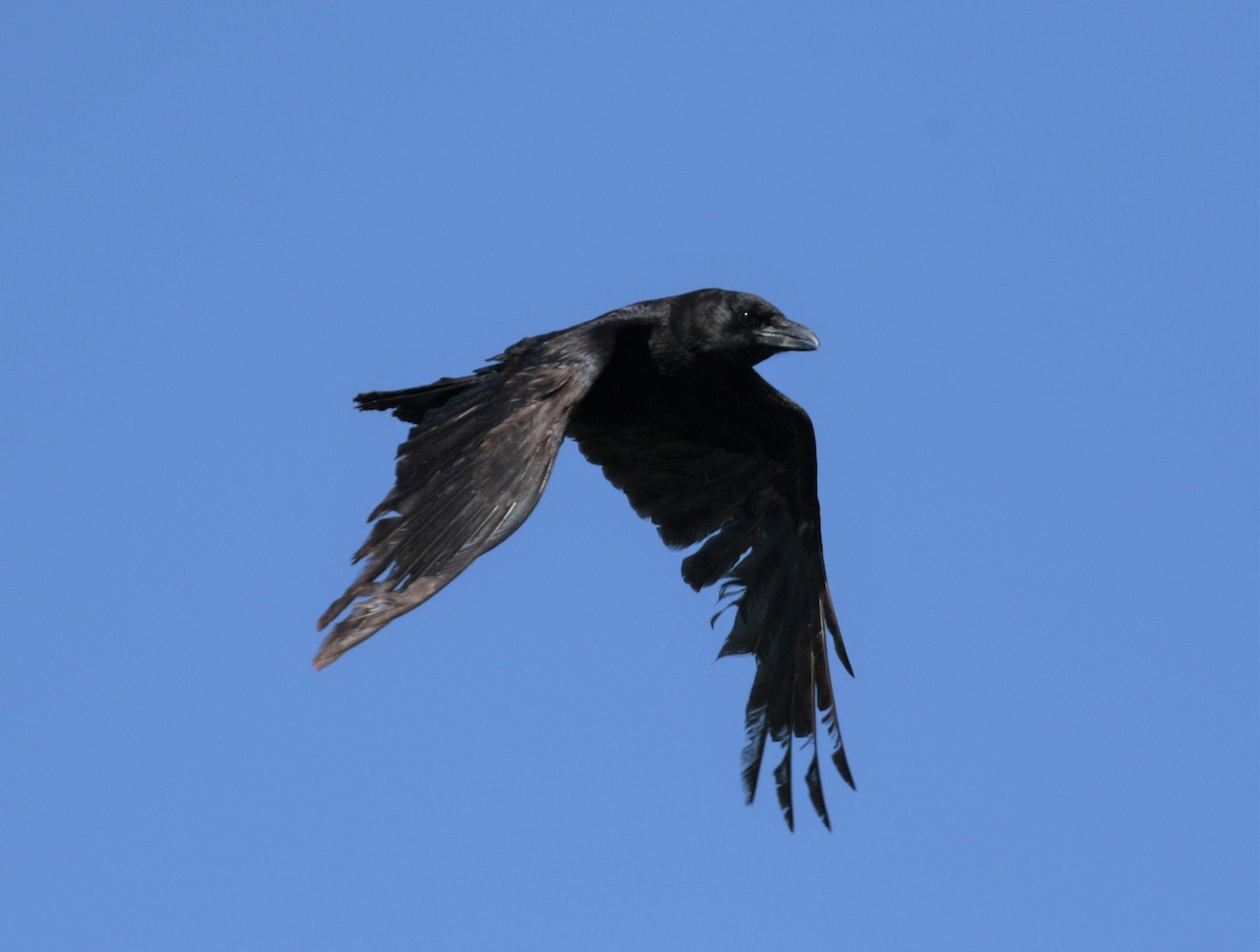 American Crow - ML154859671