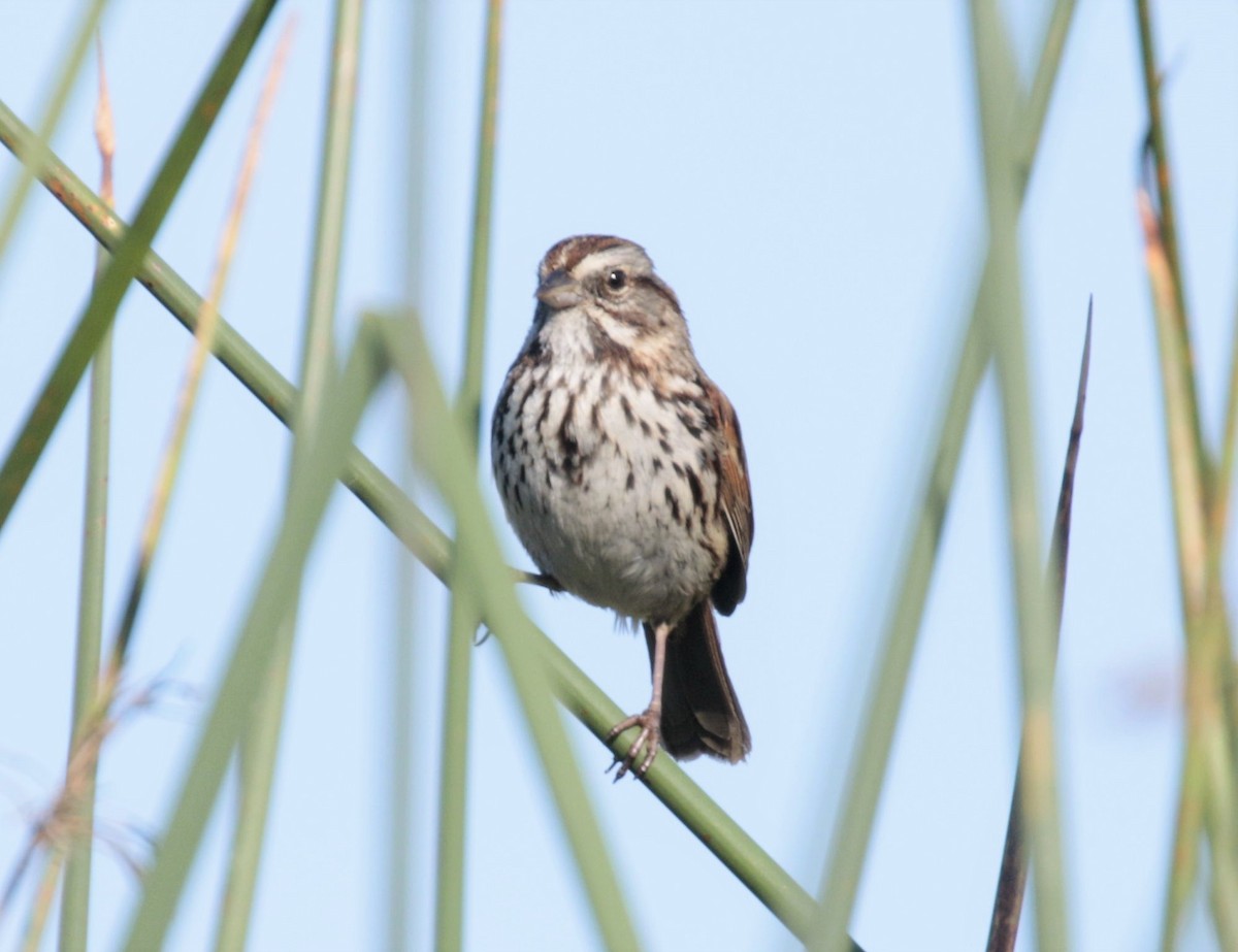 Song Sparrow - Yuning Wei