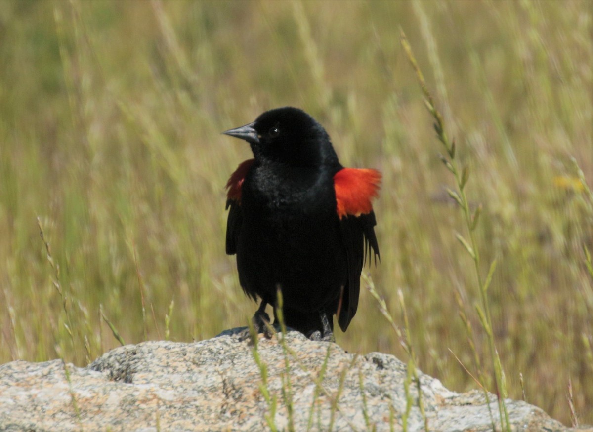Red-winged Blackbird - Yuning Wei