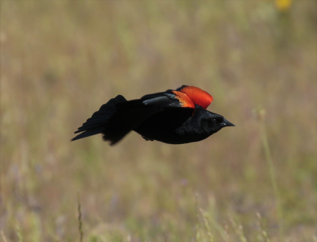 Red-winged Blackbird - ML154859761