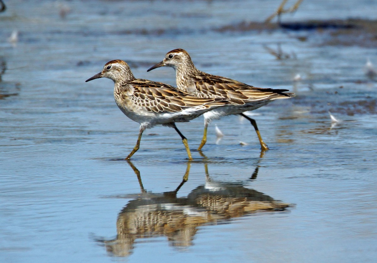 Sharp-tailed Sandpiper - Peter & Shelly Watts