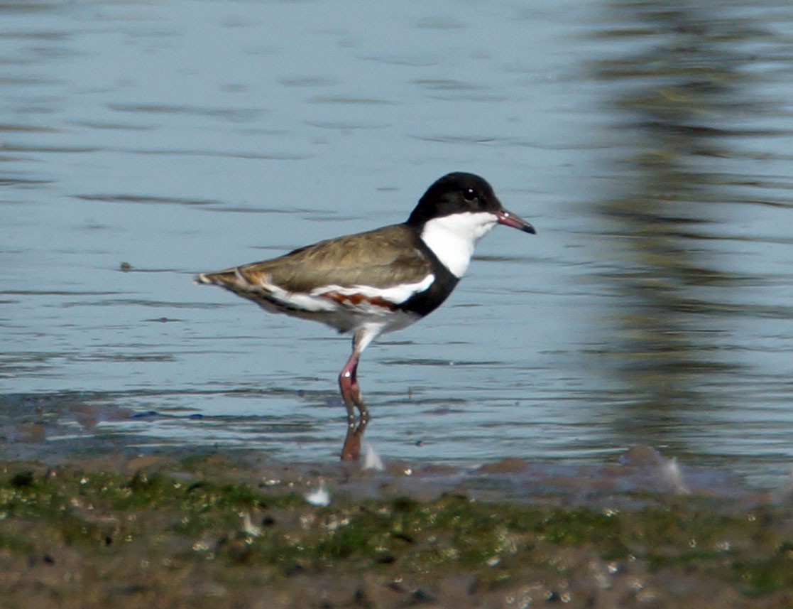 Red-kneed Dotterel - Peter & Shelly Watts