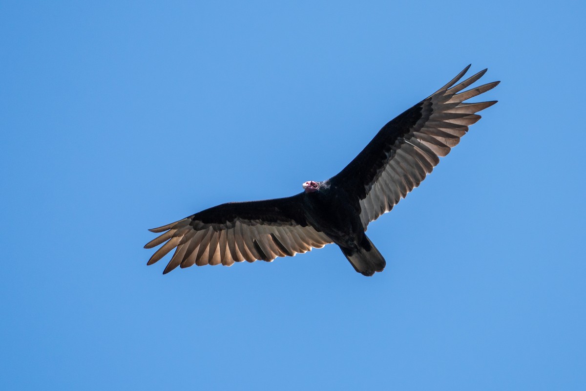 Turkey Vulture - ML154859921