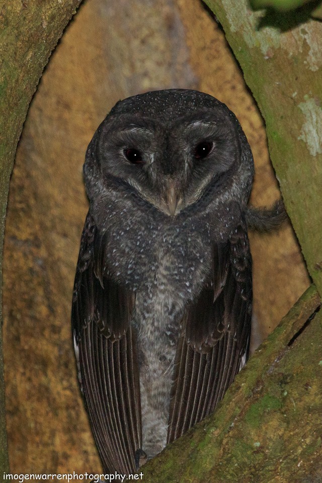 Sooty Owl (Greater) - Imogen Warren