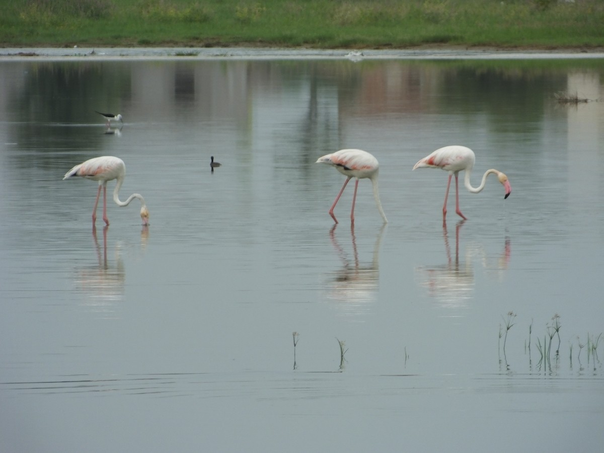 Greater Flamingo - ANAND PRASAD