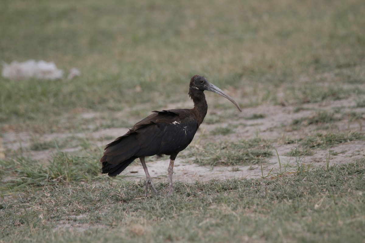 Red-naped Ibis - ANAND PRASAD