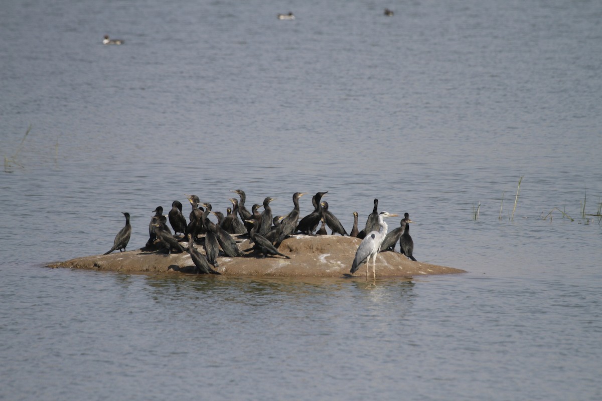 Indian Cormorant - ANAND PRASAD