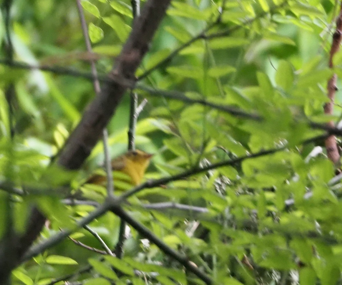 Phylloscopus sp. (Golden-spectacled Warbler complex) - Will Morris